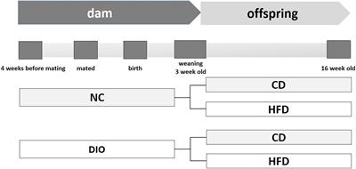 Maternal High-Fat Diet Disturbs the DNA Methylation Profile in the Brown Adipose Tissue of Offspring Mice